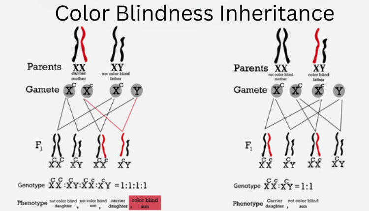 Color Blindness Inheritance